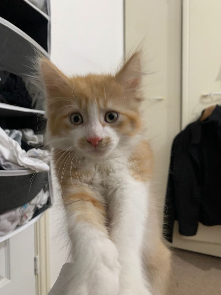 Female ragdoll mix ginger kitten
