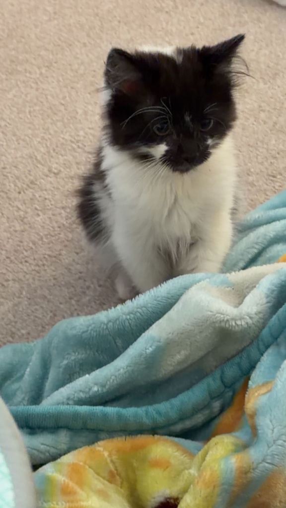 Kitten 