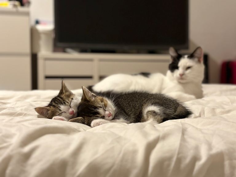 2 gorgeous kittens for sale🤍🐾