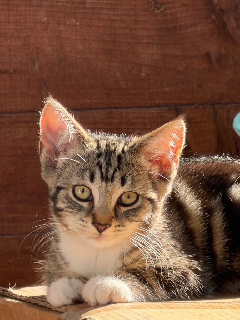 Female kitten