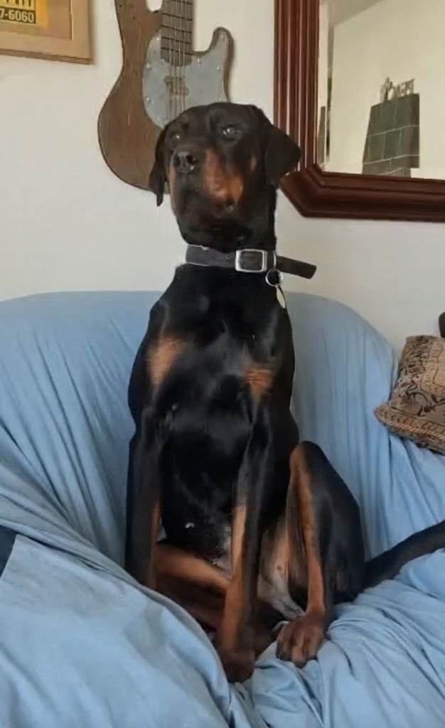 4.5 year old Doberman Rottweiler cross - female 