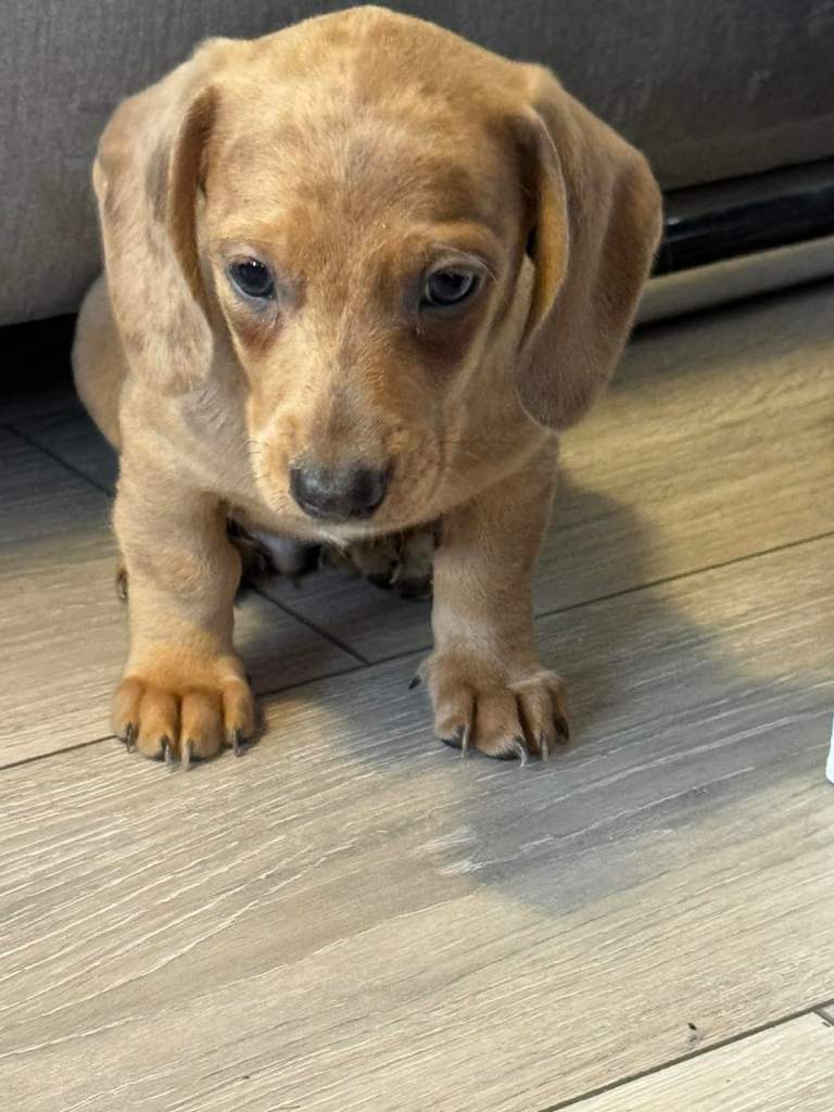 Miniature dachshund puppies!!