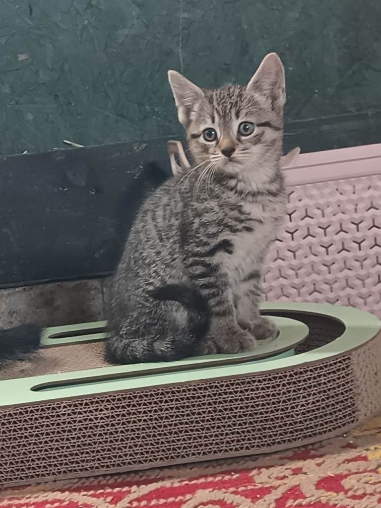 NOW SOLD-Bengal X KITTEN