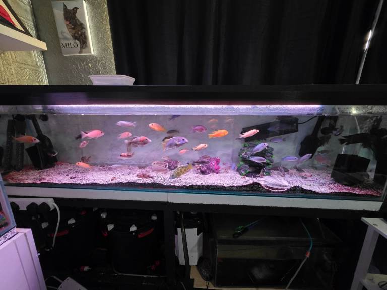 Malawi fish 