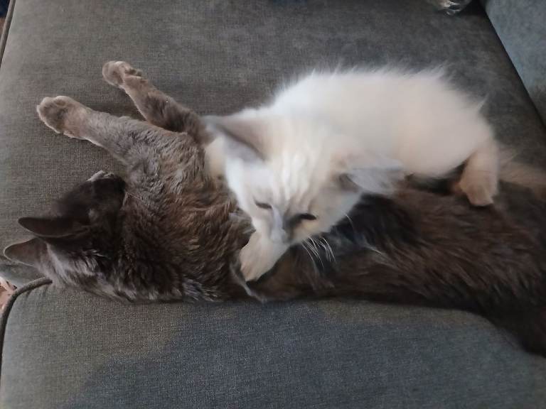 Ragdoll kittens