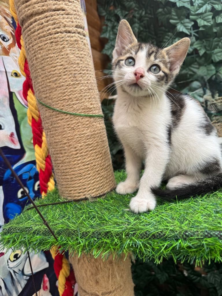 MALE KITTEN READY NOW 