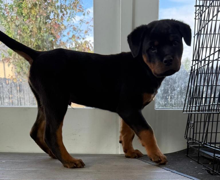 Adorable Rottweiler Puppies for Sale