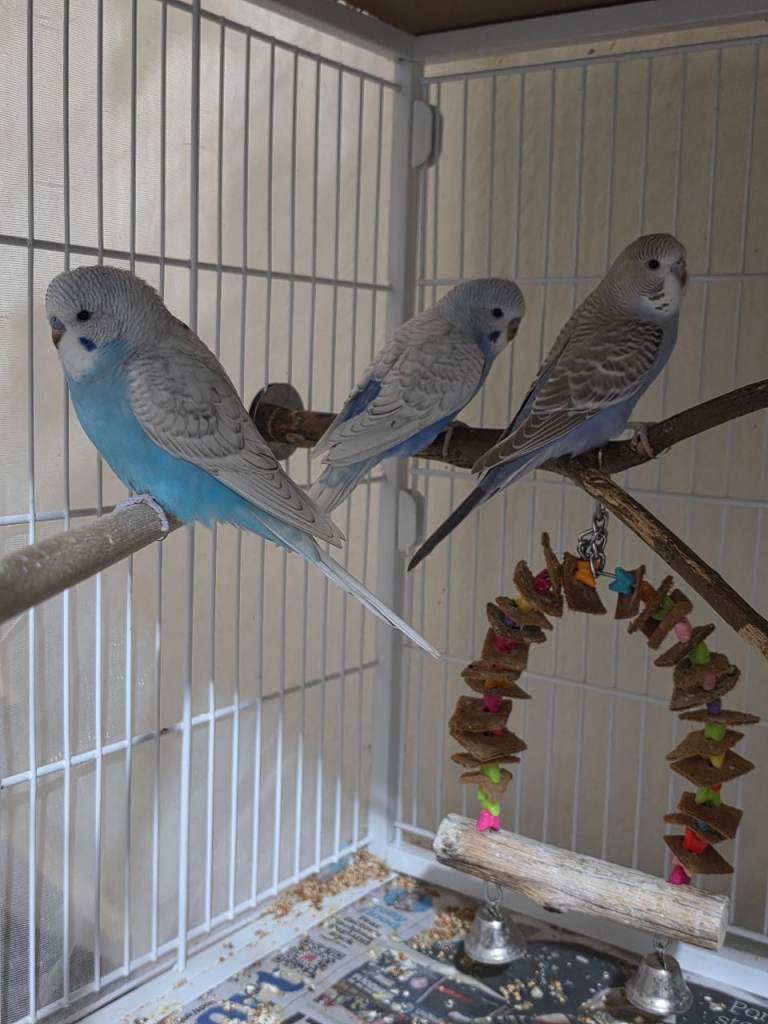 Baby budgies 