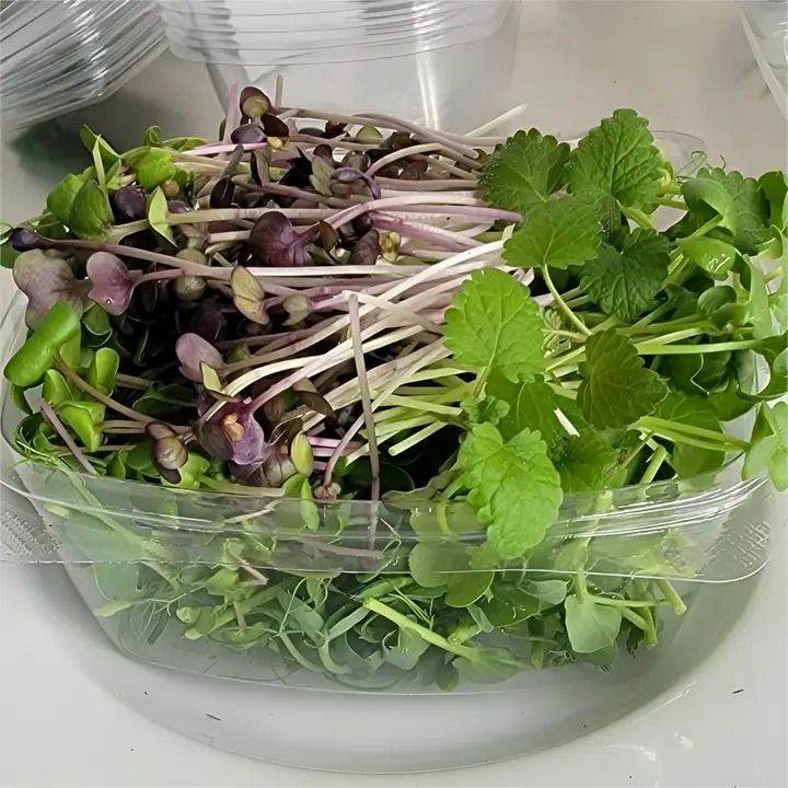Microgreens growing equipment