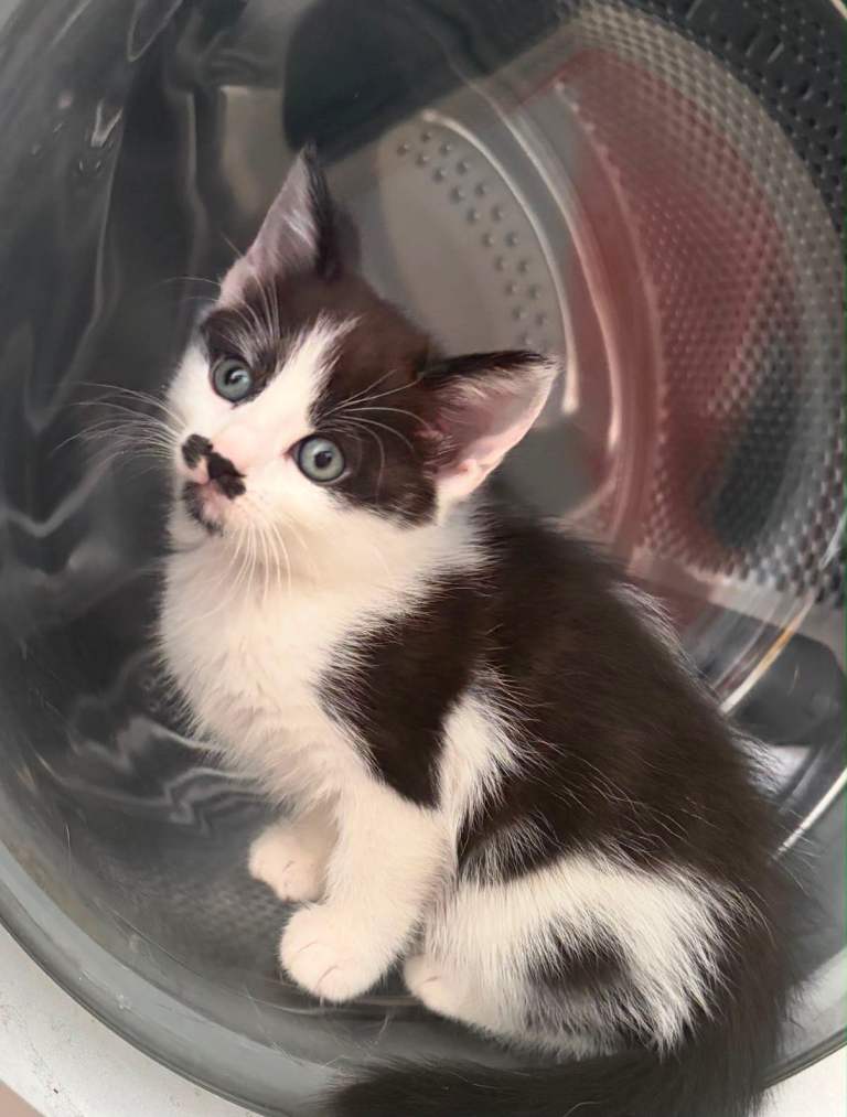 Kittens for sale
