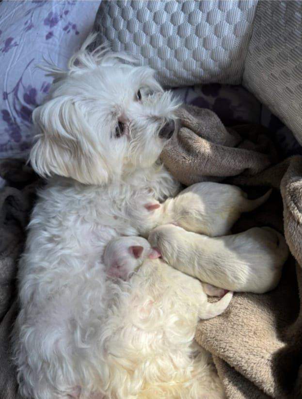 Maltipoo puppies