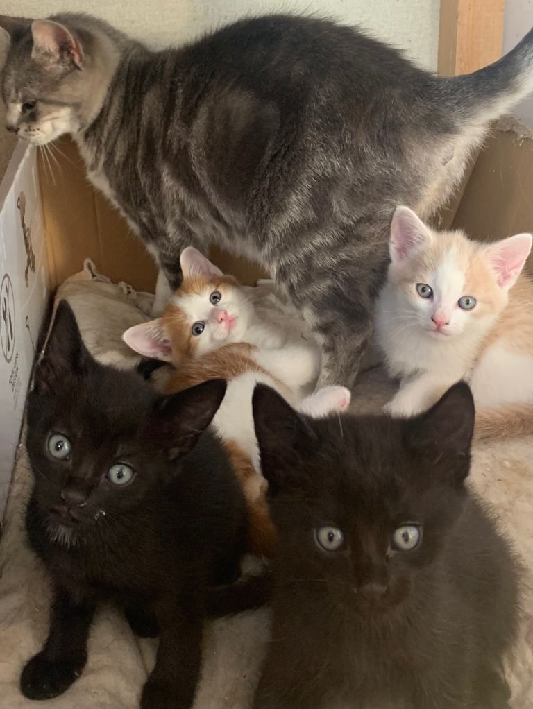 Beautiful Kittens