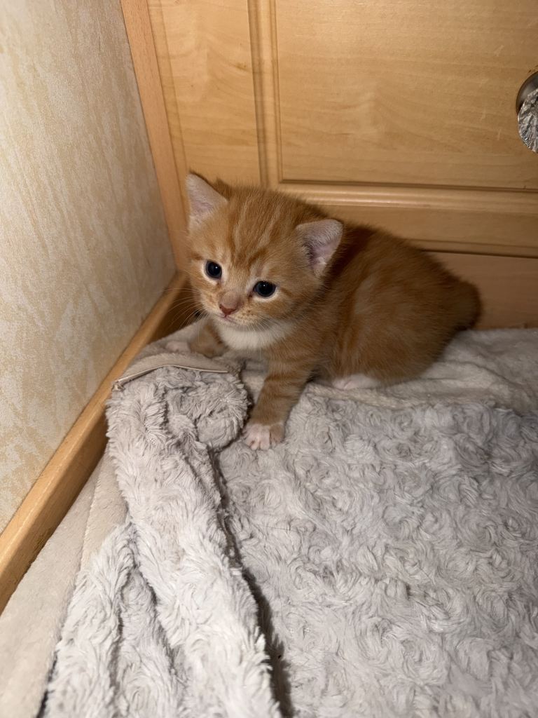 Kittens