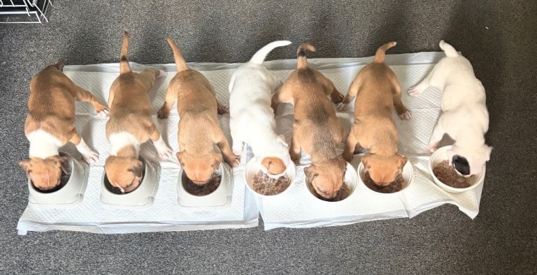 Staffordshire bull terrier puppies