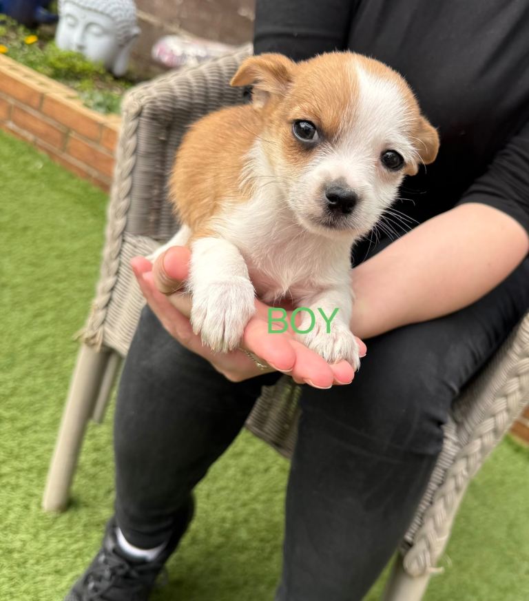 Yorkie x Pom last pup available 