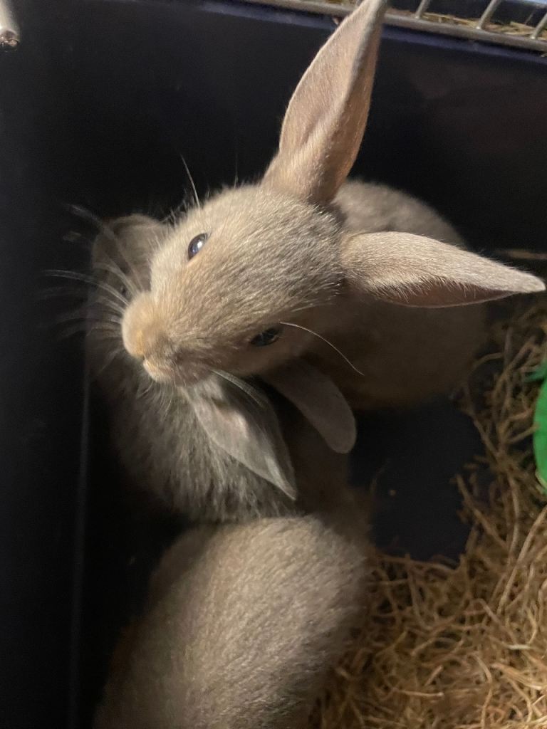 Need homes ASAP,Baby mini Rex