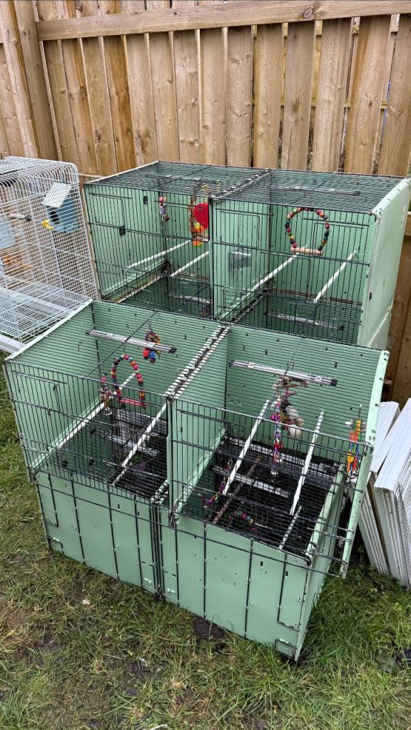 Birds cage Glasgow 