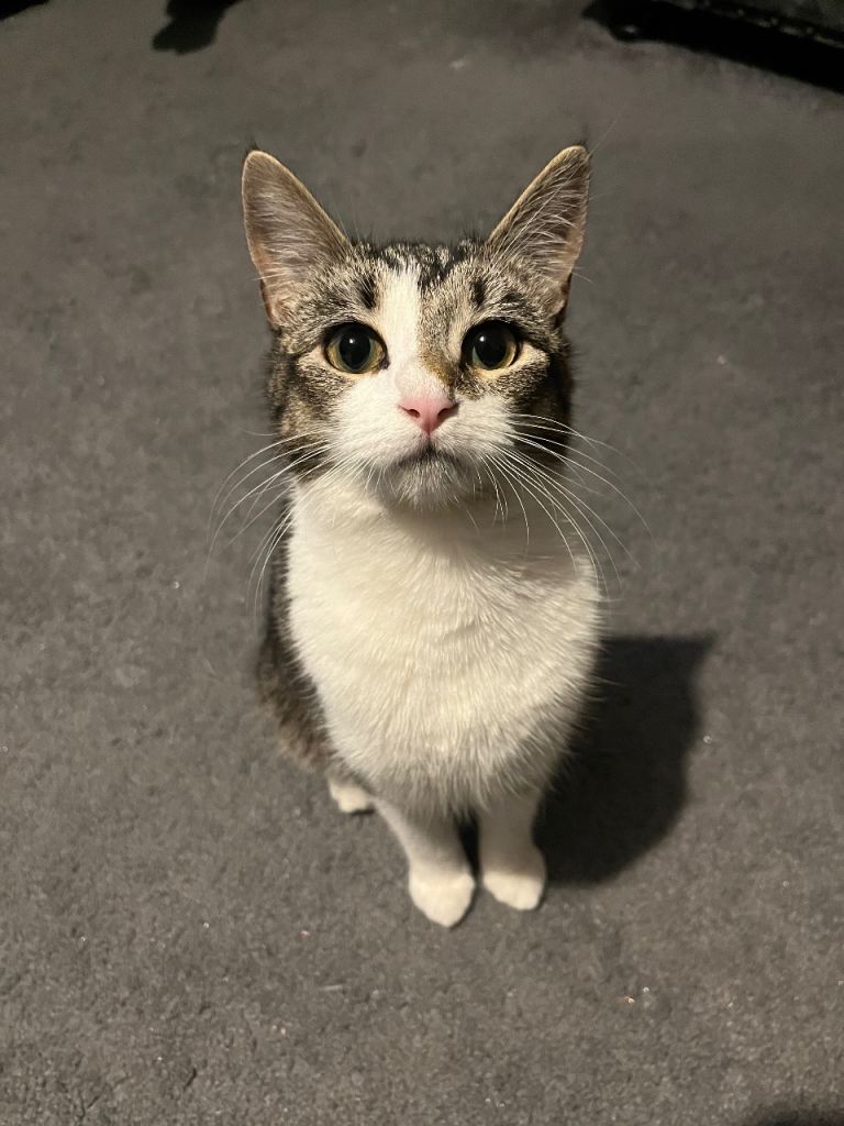 7 months year old, female American Shorthair