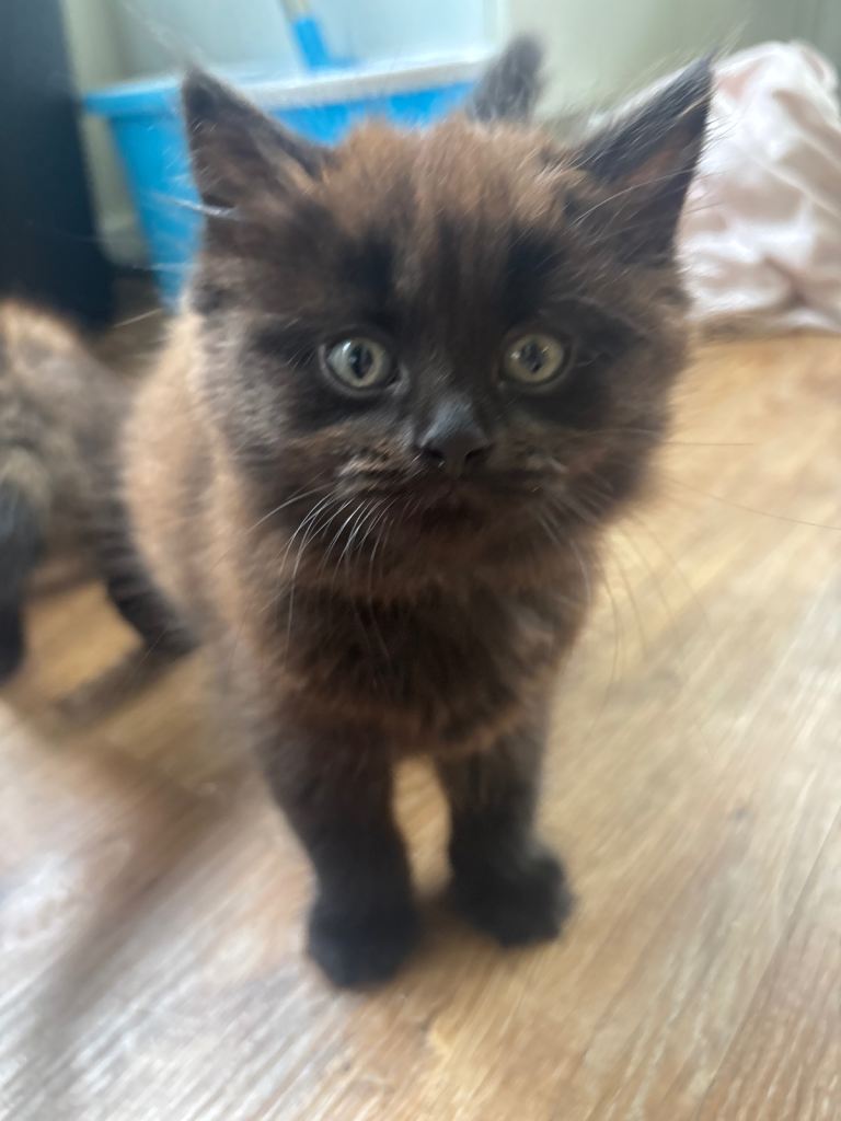 3 kittens 