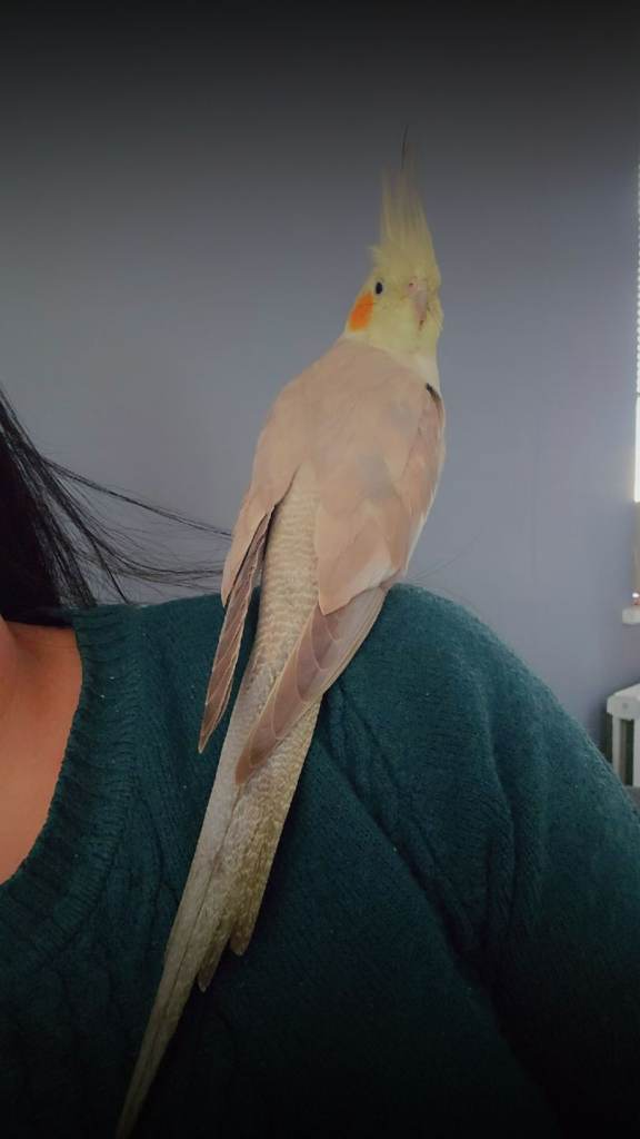 Hand tamed cockatiel 