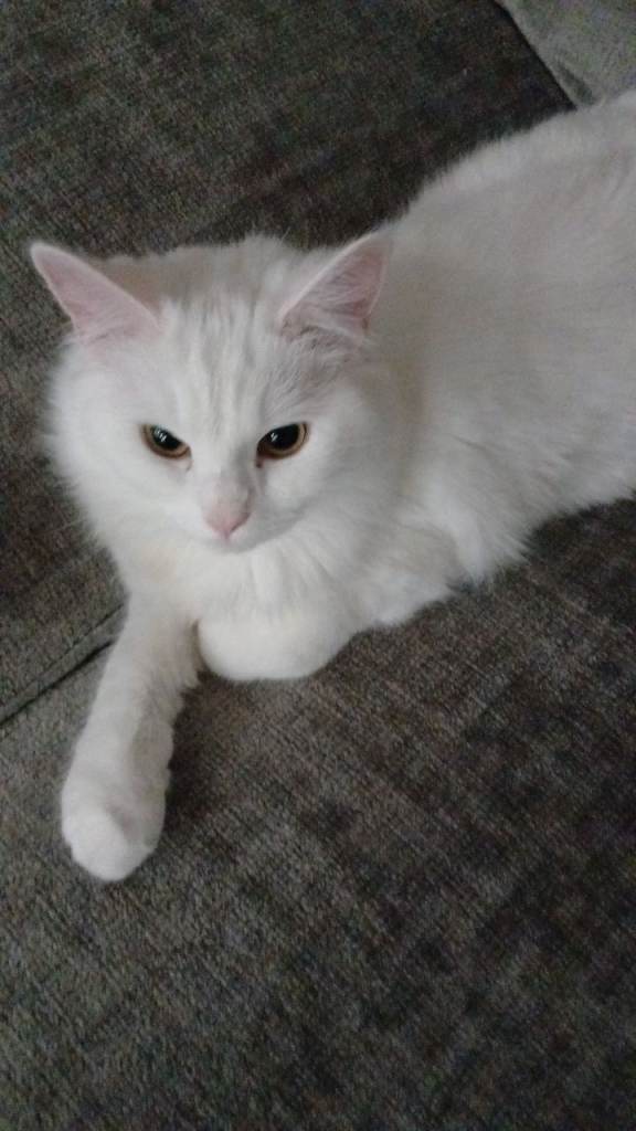 Ragdoll kitten for sale