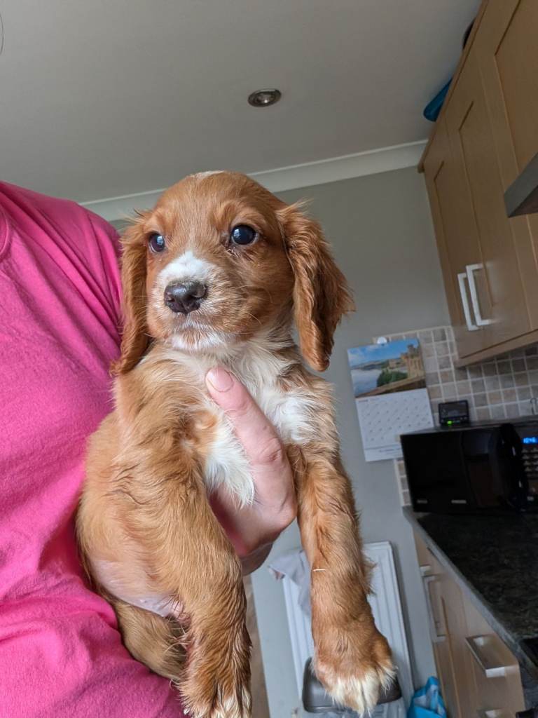 Fox Red Cocker Spaniel Pups