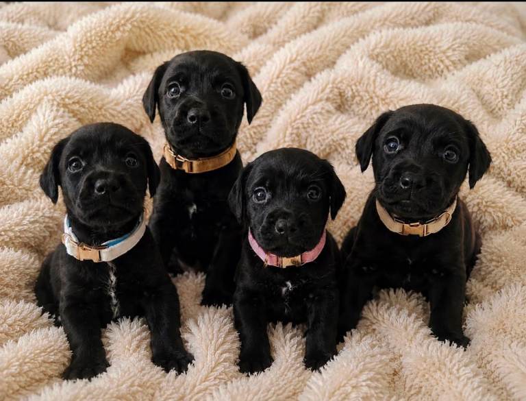 Patterdale puppies for sale 