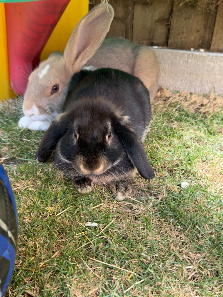 2 x 6 month old boy bunnies + Hutch & everything