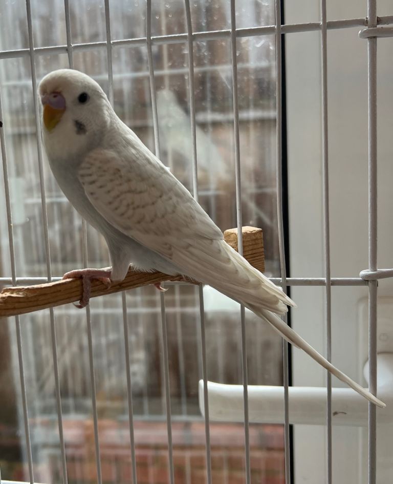 Baby Budgies for sale 