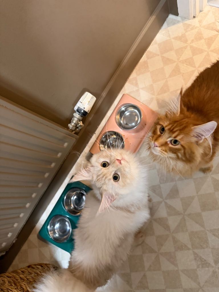 Maine coon 