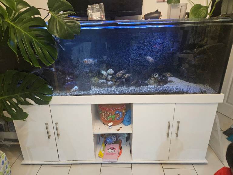 Aquarium tank with fish, accessories and stand