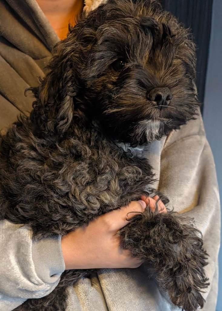 Chihuahua X poodle male puppy