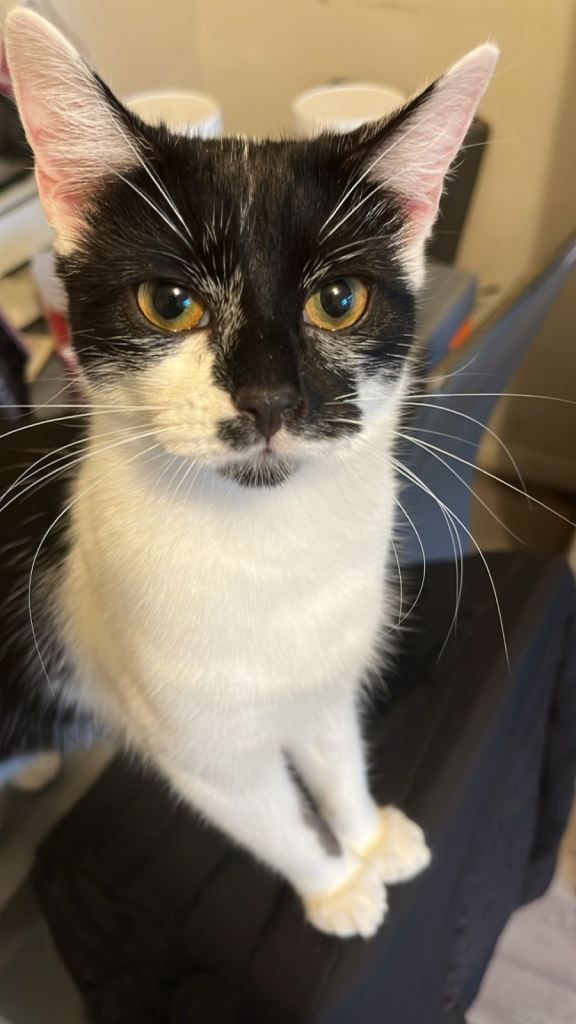 £30 cat for sale Bradford 