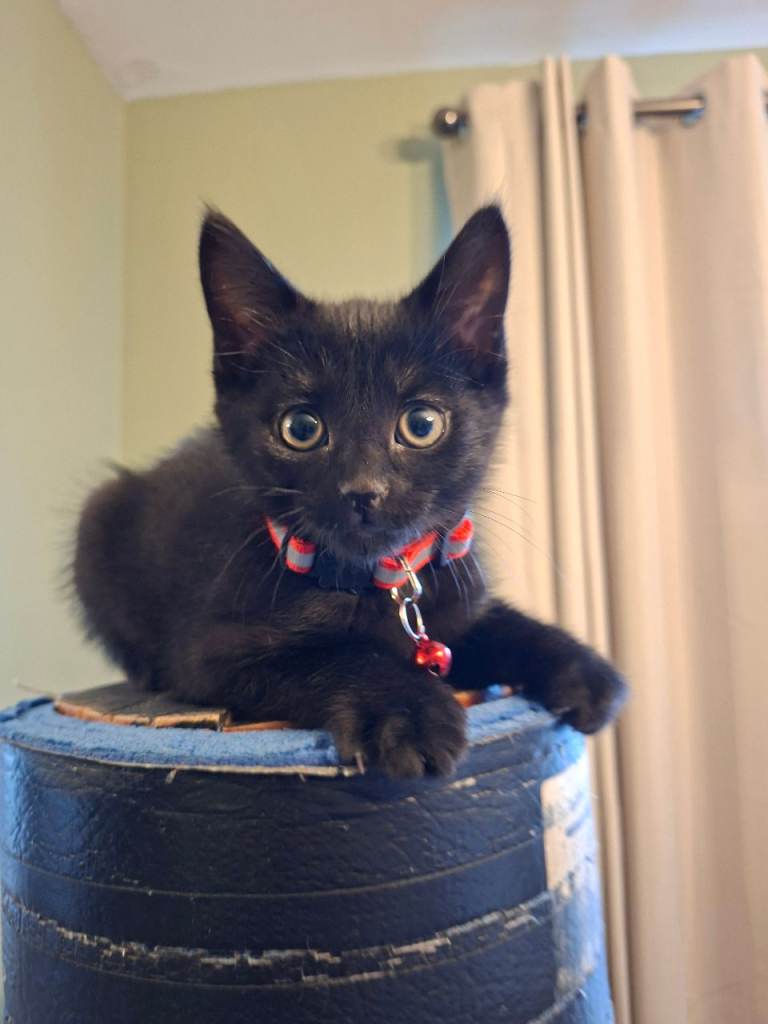 Adorable 8-Week-Old Kittens – 2 Boys & 1 Girl – £100 Each