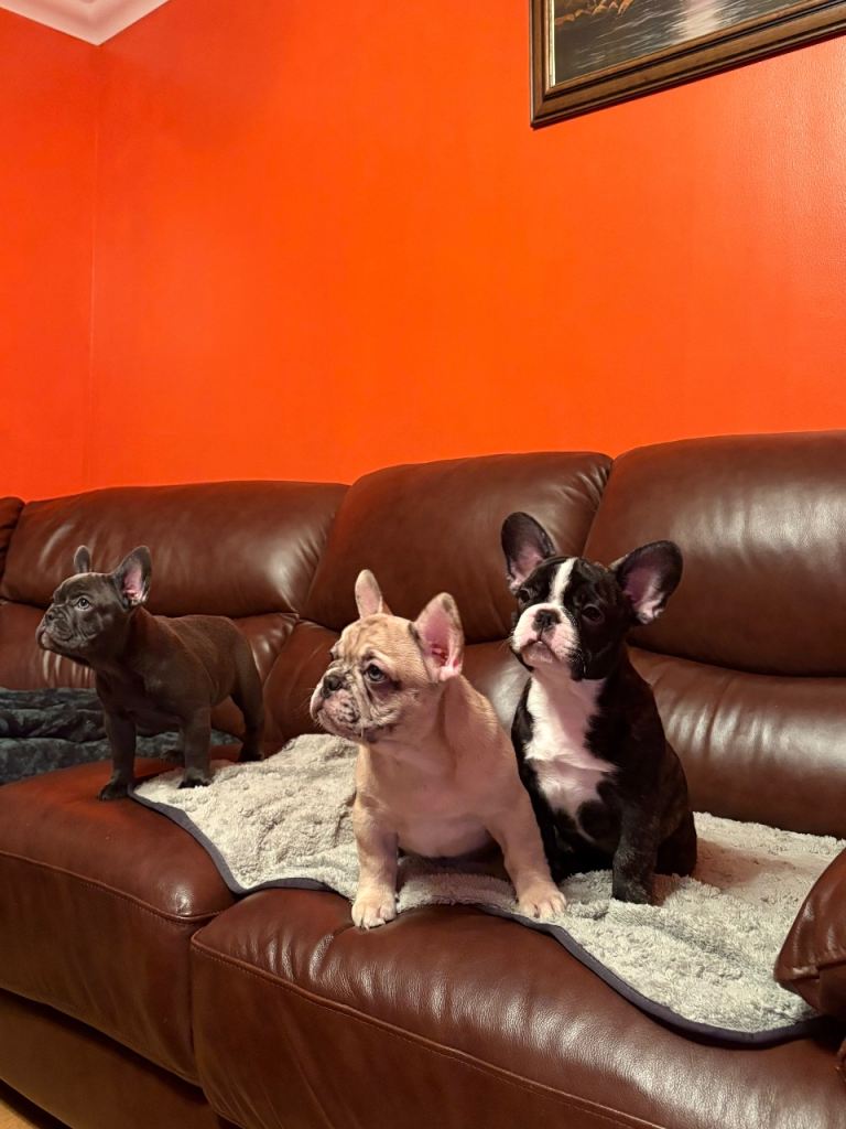Beautiful Blue Eyed French Bulldog Puppies 