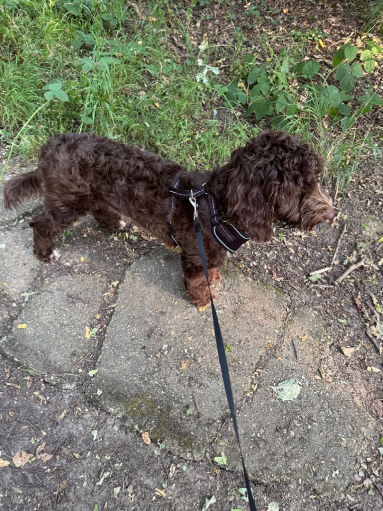 Cockapoo
