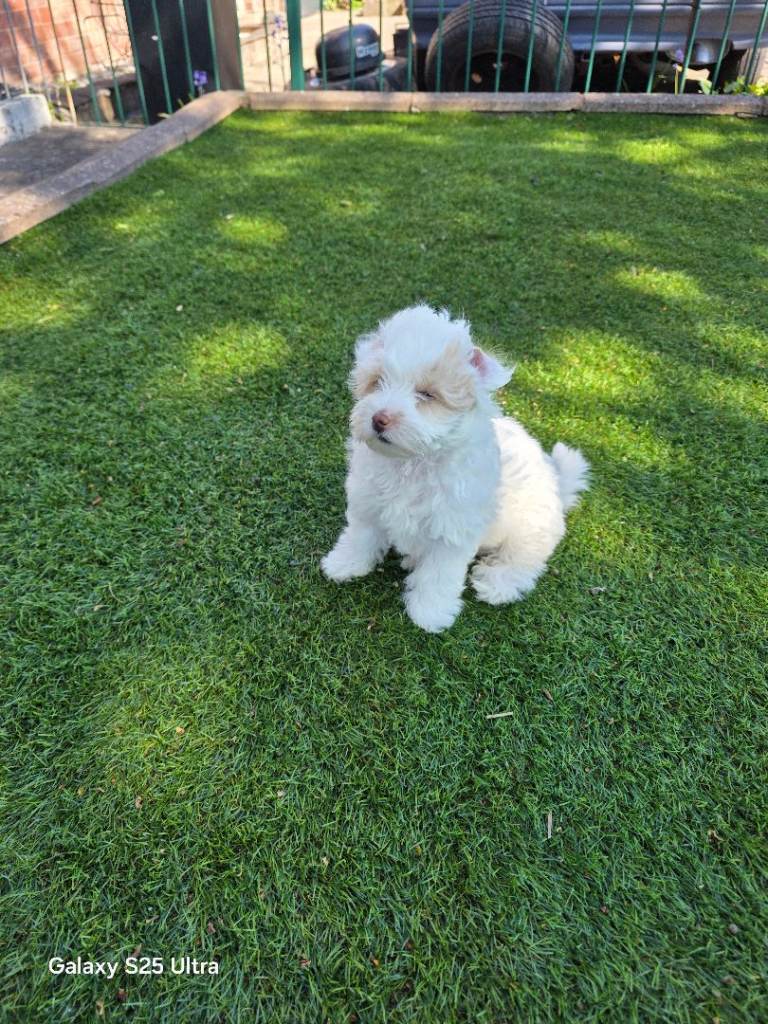 Maltipoo  1 girls