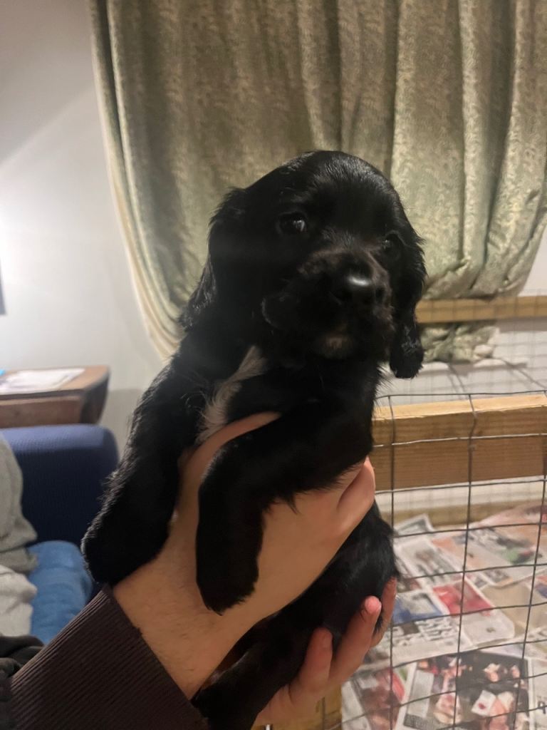 2 Sprocker Puppies - Male, Black 
