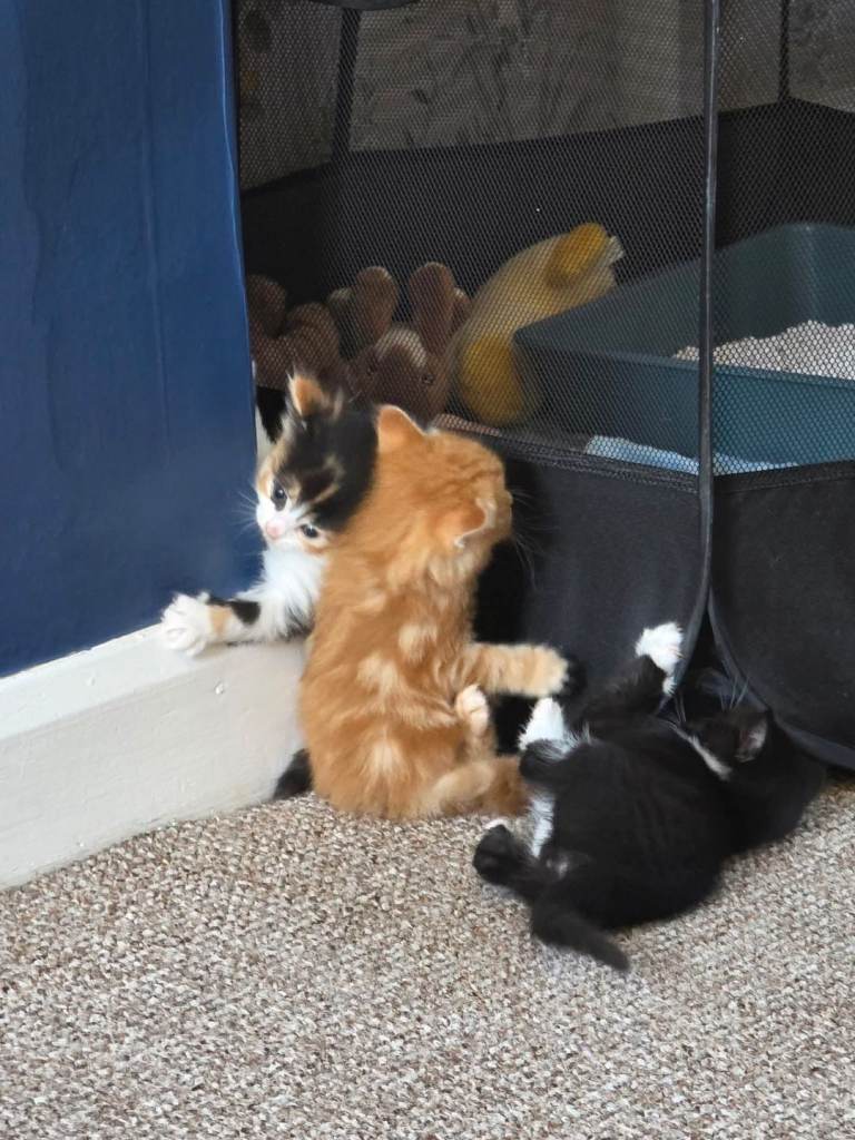 Kittens 