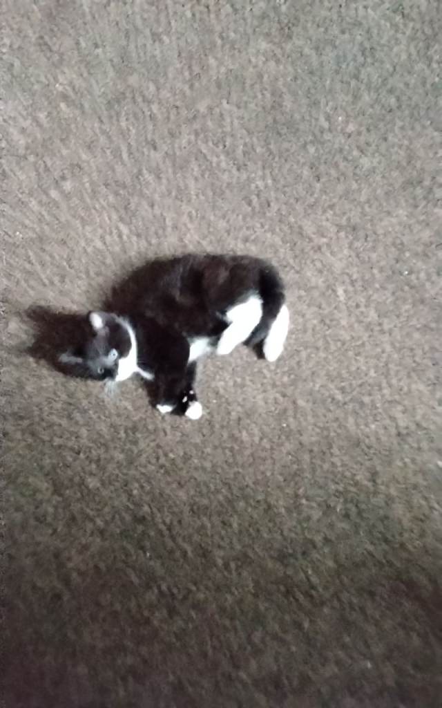 Kittens for sale 