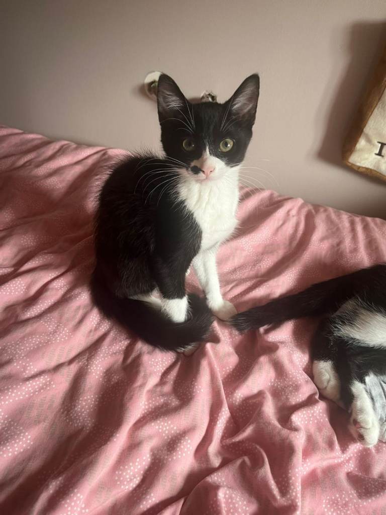 Kittens for sale [LAST ONE LEFT]