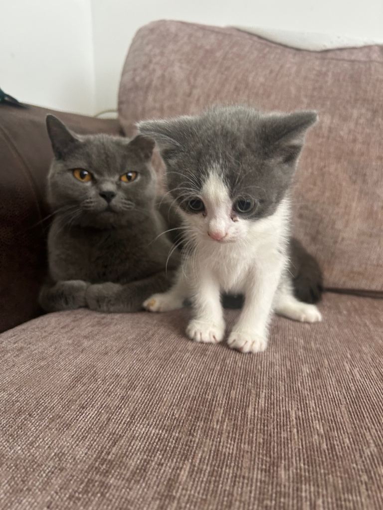 British shorthair kitten