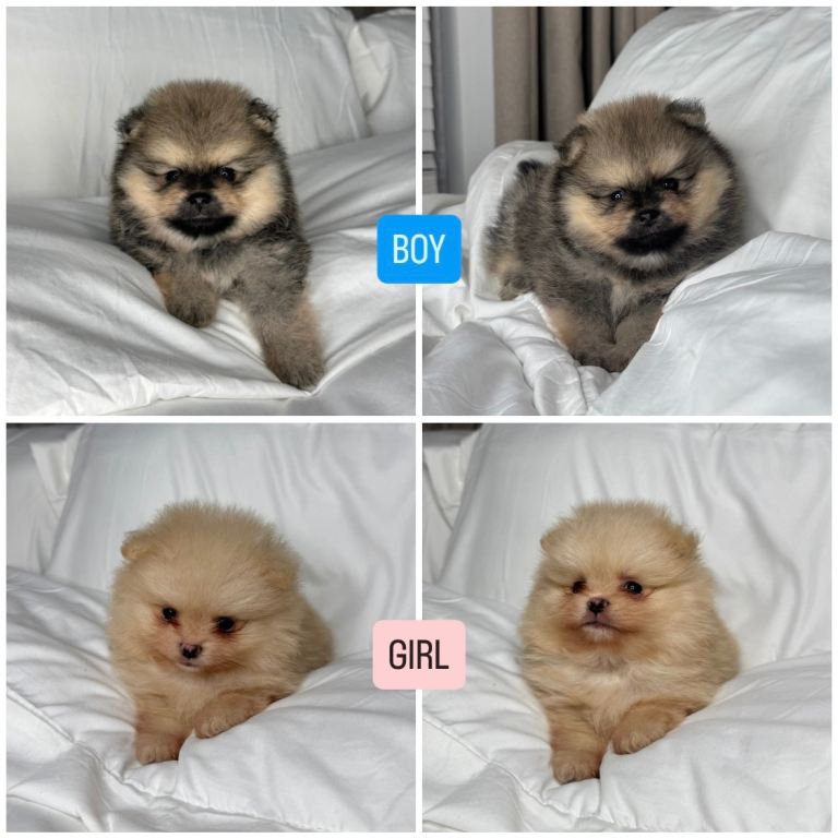 Kc Teddy Pomeranian puppies 😍