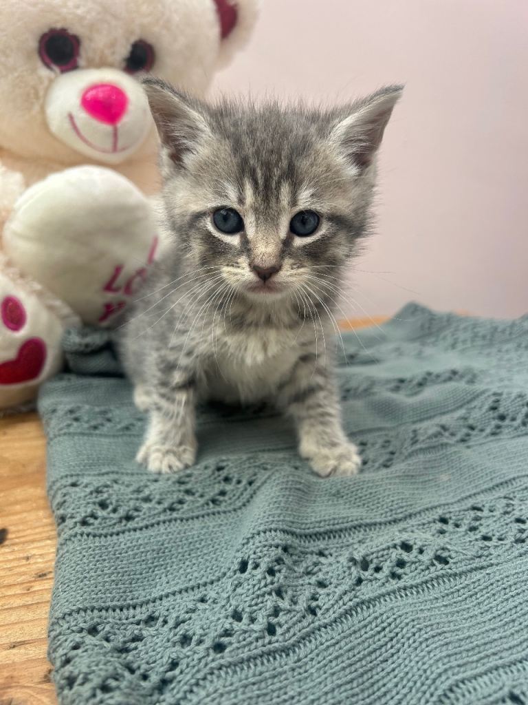  4 beautiful kittens.  Ready now 