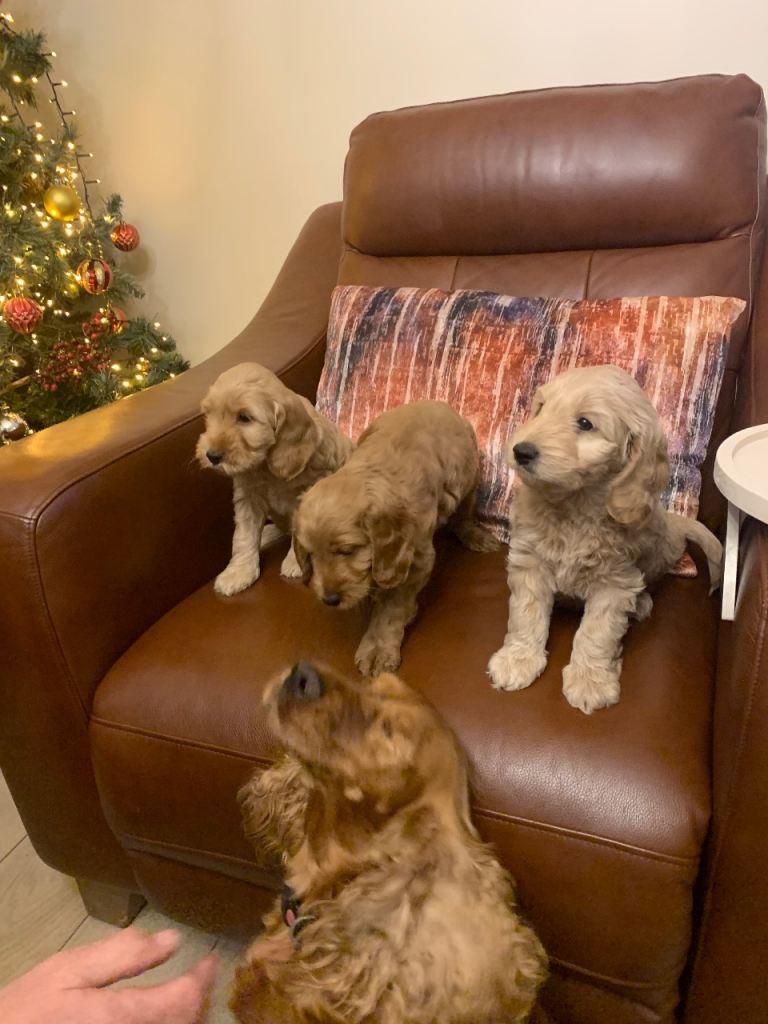 Cockapoo Puppies