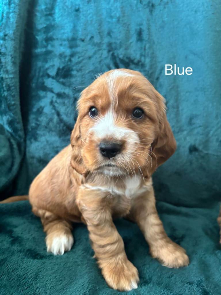 Show Type Cocker Spaniels Puppies