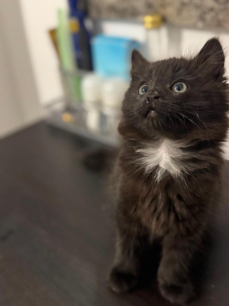 Fluffy kitten