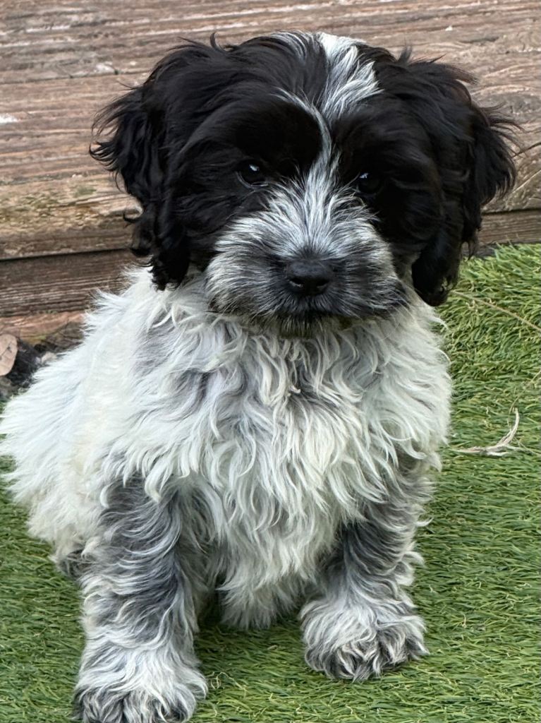 Beautiful Unique Cavapoos 