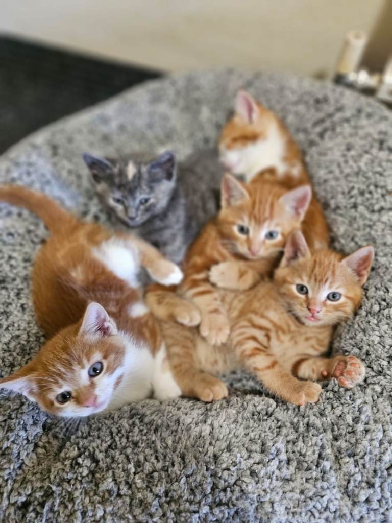 Kittens 