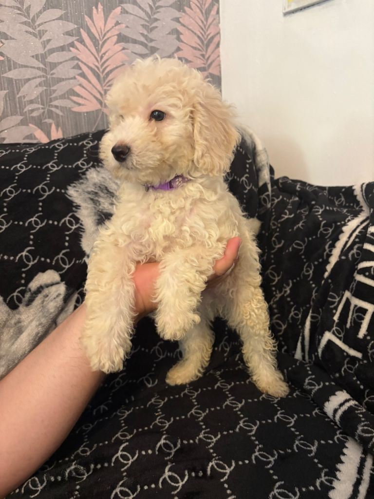 Cockapoo puppies ready to go !